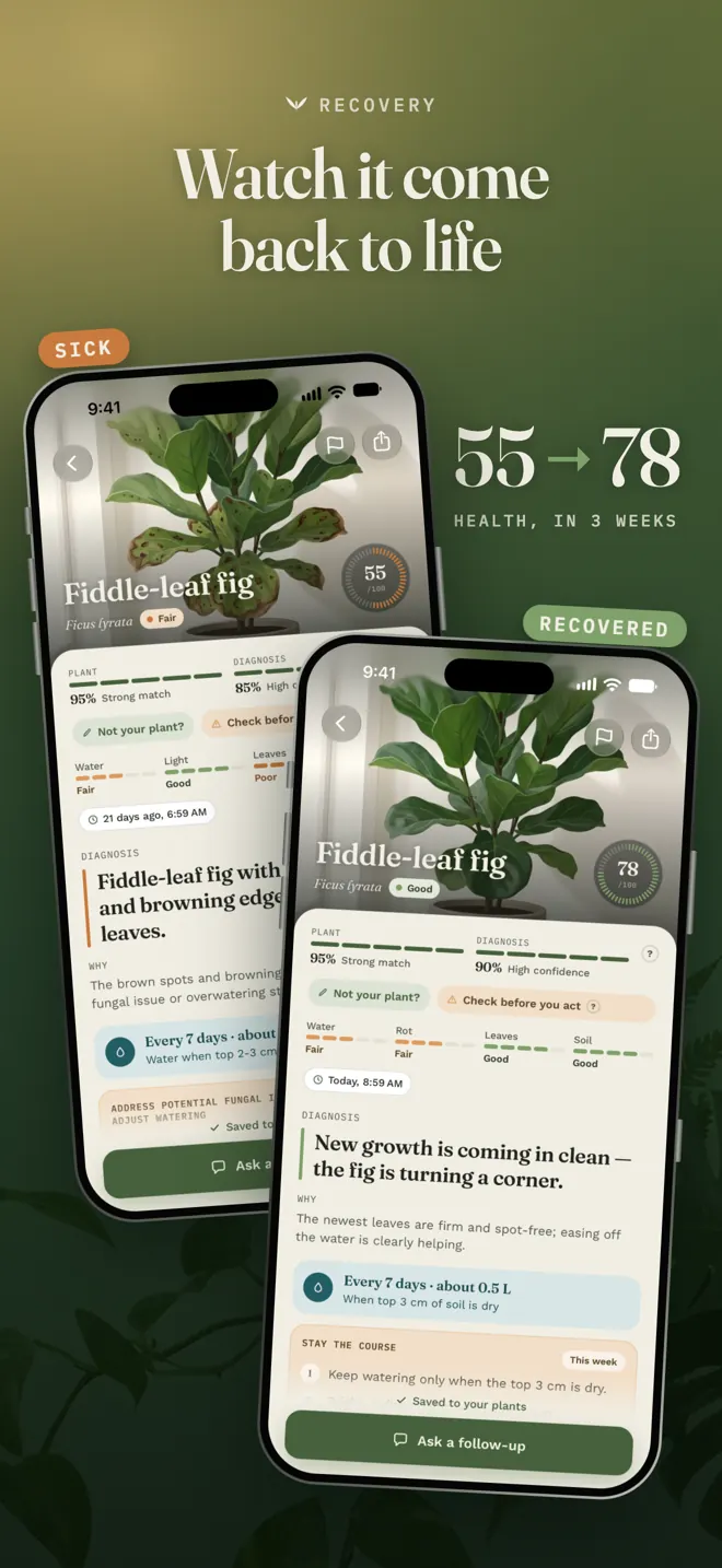 Recovery: watch a plant come back to life